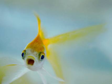 size_590_peixe-dourado